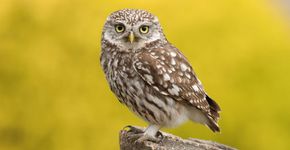 Steenuil / Astrid Windmeijer-Korsten, Fotogalerij