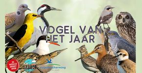 Banner Vogels van het jaar DWDD Banner Vogels van het jaar DWDD
