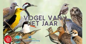 Banner Vogels van het jaar DWDD