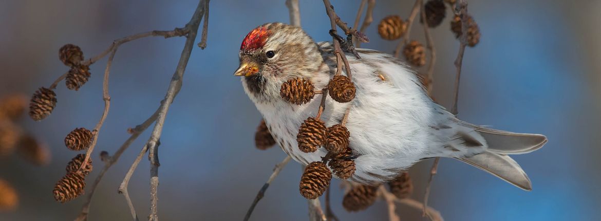 Grote barmsijs / Shutterstock