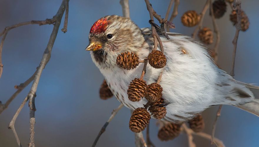 Grote barmsijs / Shutterstock