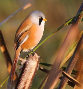 Baardman poserend op een fakkel.