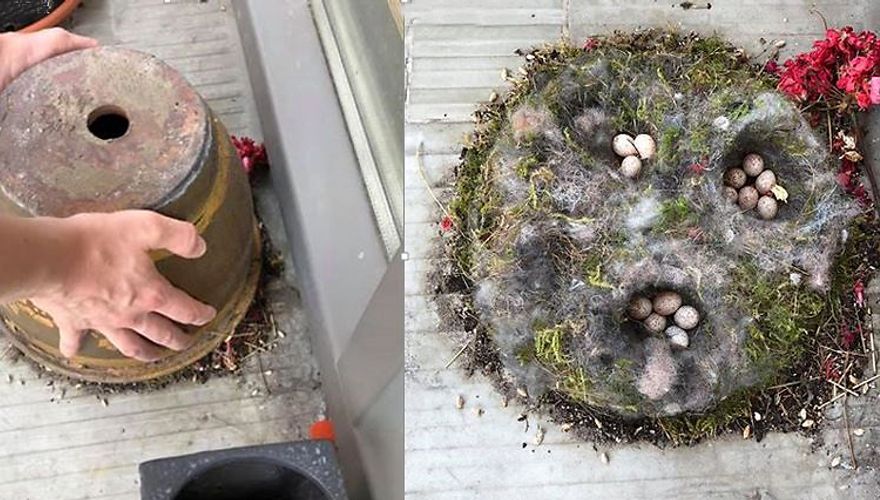 Nest in bloempot / Gea van der Tuuk