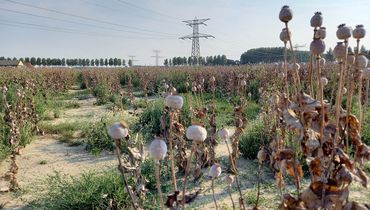 Poppy field / Jenni Vreugdenhil