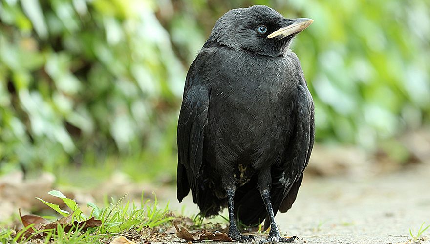 opgraven Dan Werkgever t Ziet zwart van de kauwen | Vogelbescherming