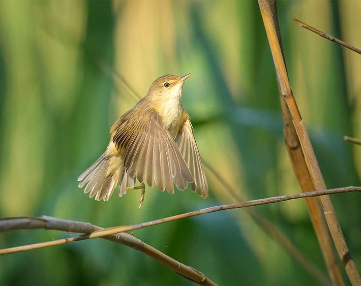 Kleine karekiet  / Shutterstock