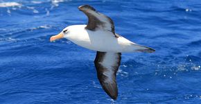 Campbellalbatros / Shutterstock