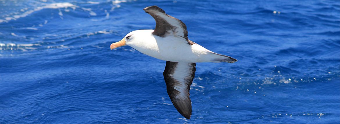 Campbellalbatros / Shutterstock