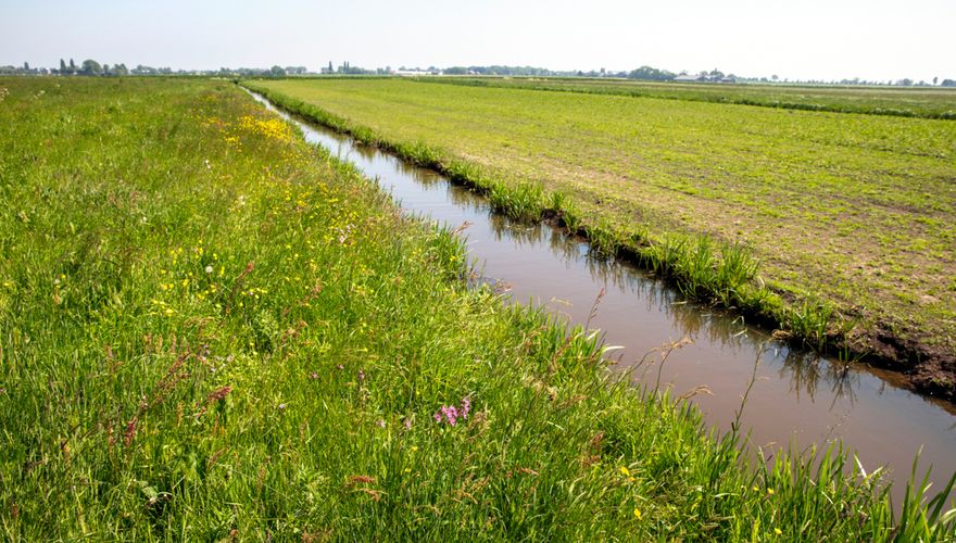 Kruidenrijk weiland / Fred van Diem