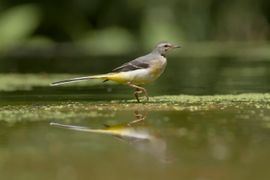 Grote Gele Kwikstaart (juv)