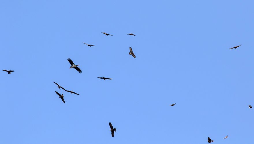 Zwarte wouw, steppebuizerd, zwarte ooievaar / Tohar Tal