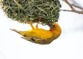 Yellow weaver hangt aan zijn nestje