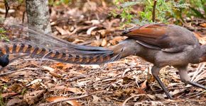 Liervogel / Shutterstock