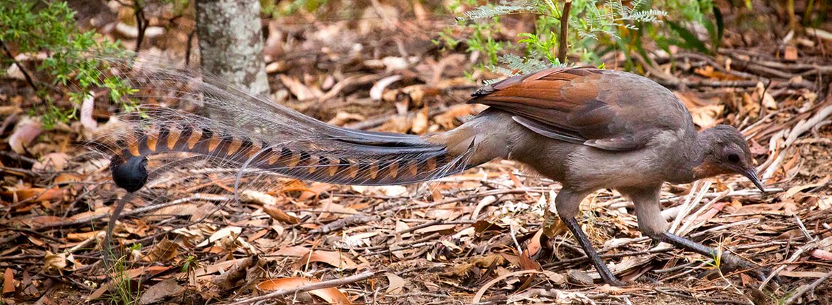 Liervogel / Shutterstock