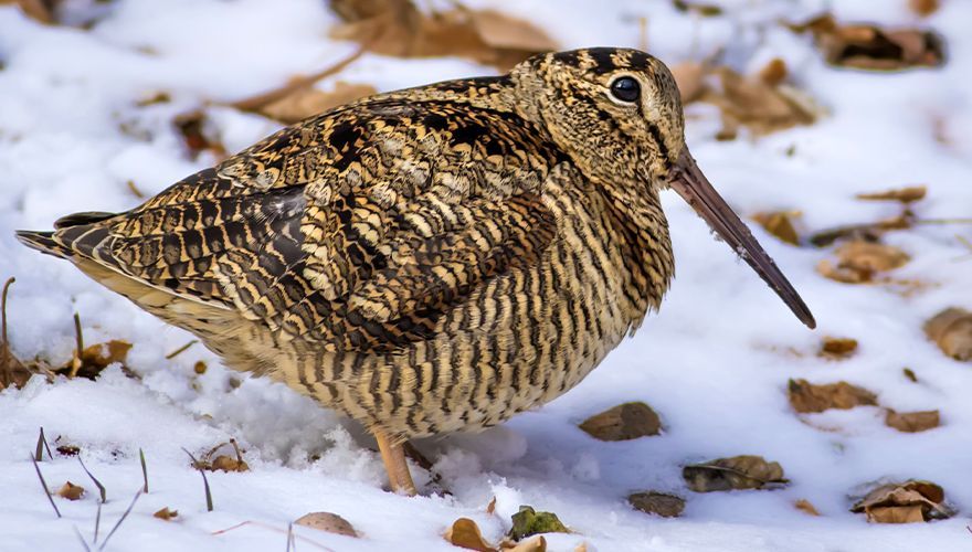 Houtsnip / Shutterstock