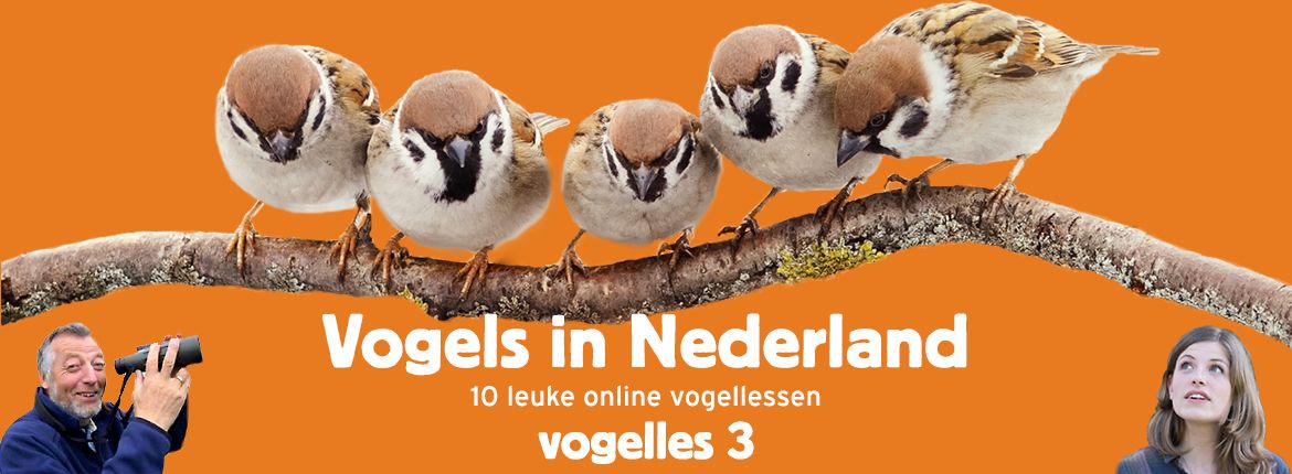 Vogels in Nederland - Vogelles 3