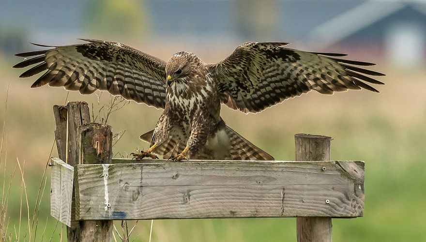 Buizerd / B. Scheffer - Fotogalerij