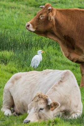 Reiger tussen koeien = koereiger