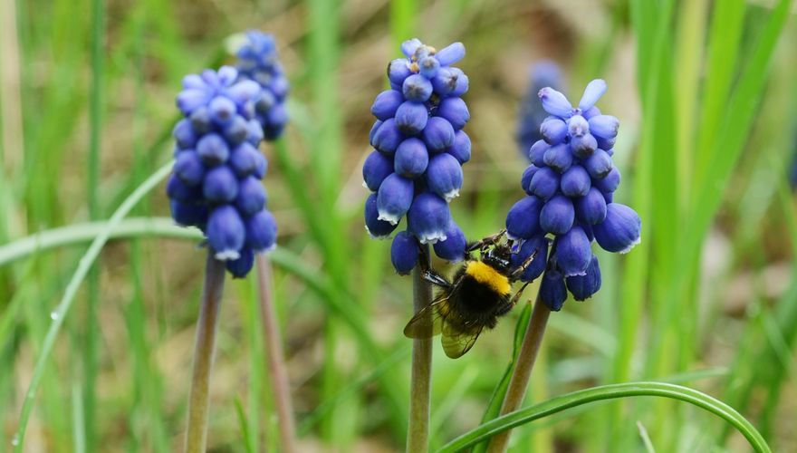 Hommel blauwe druif / Shutterstock