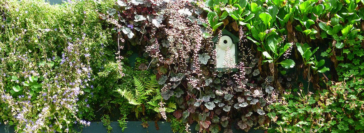 Groene muur met nestkast / Jose van Doorn