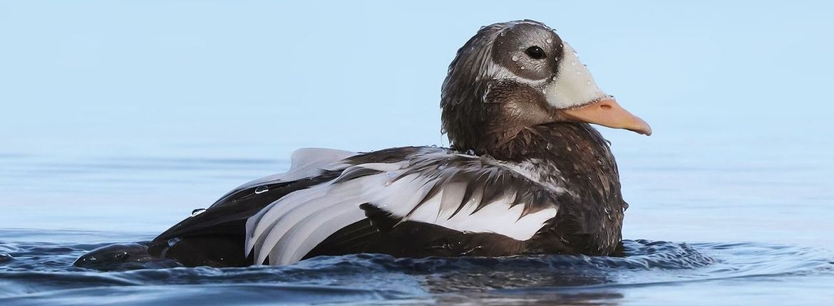 Brileider / Ruwan Aluvihare