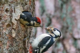 Grote bonte specht met jong