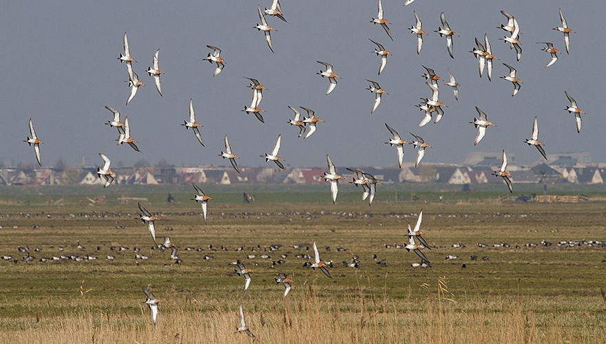 Grutto Eemland / Jouke Altenburg