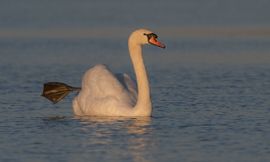Knobbelzwaan met ondergaande zon 