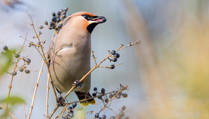 Pestvogel / Hans Peeters