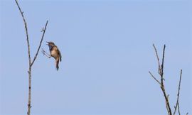 Hallo liefje, hoor je mij ?