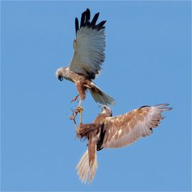 Voedseloverdracht in de lucht