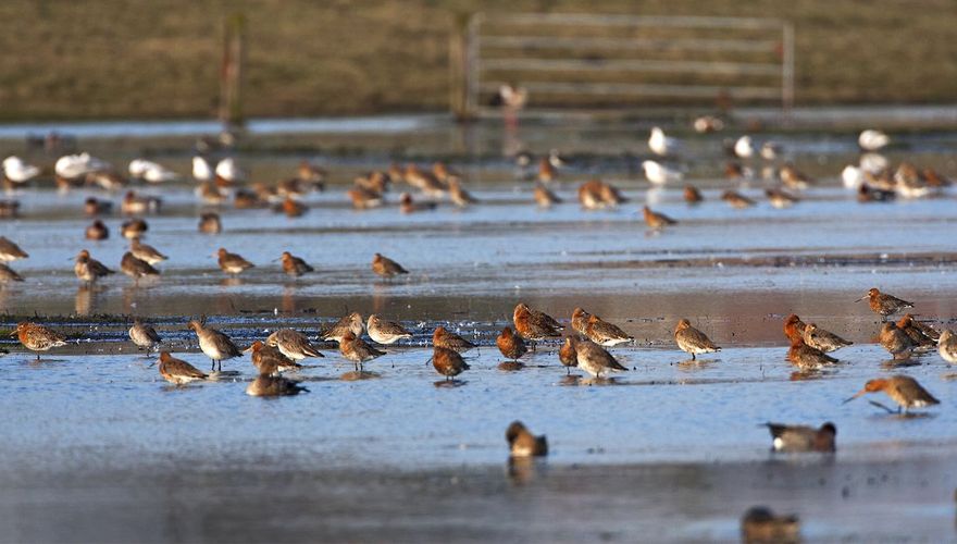 Grutto's op Landje van Geijsel / Marc Guyt AGAMI