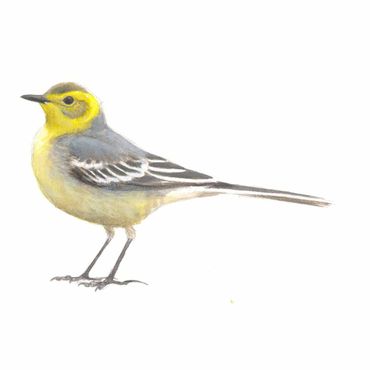 Citroenkwikstaart mannetje winter / Elwin van der Kolk