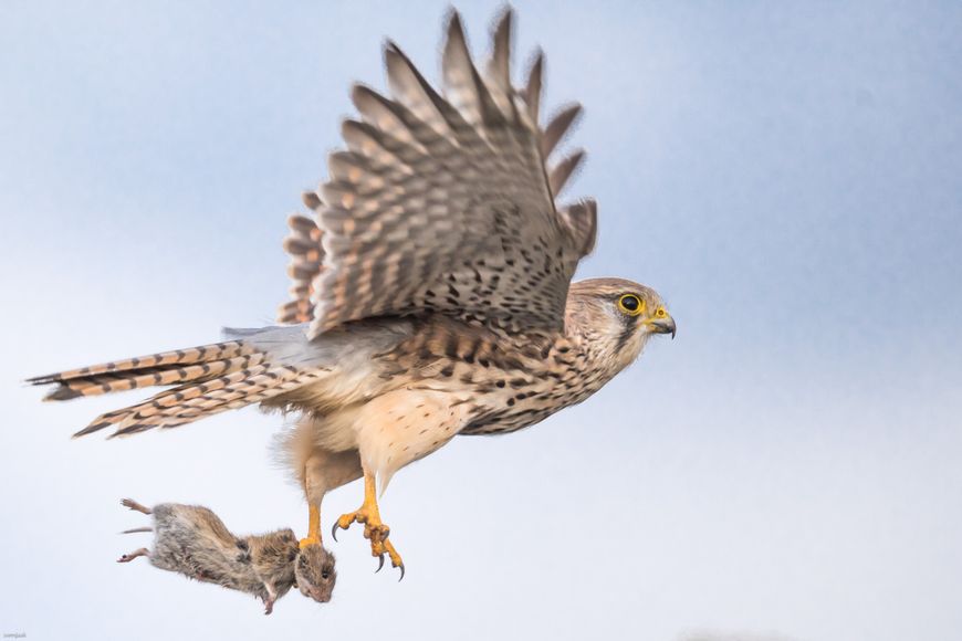 stukje van de voedselketen