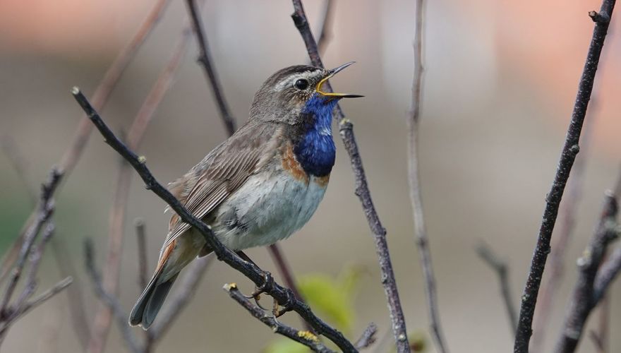 Blauwborst / Ruud van Beusekom