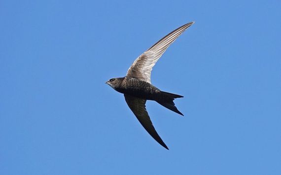 Eerste gierzwaluwen gesignaleerd | Vogelbescherming