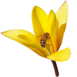 Biologische tulp met insect