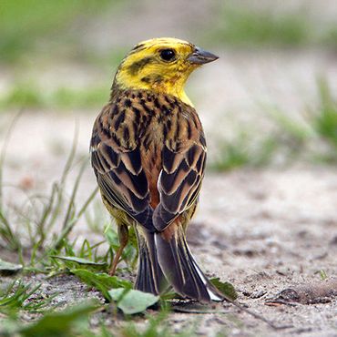 Geelgors / Birdphoto