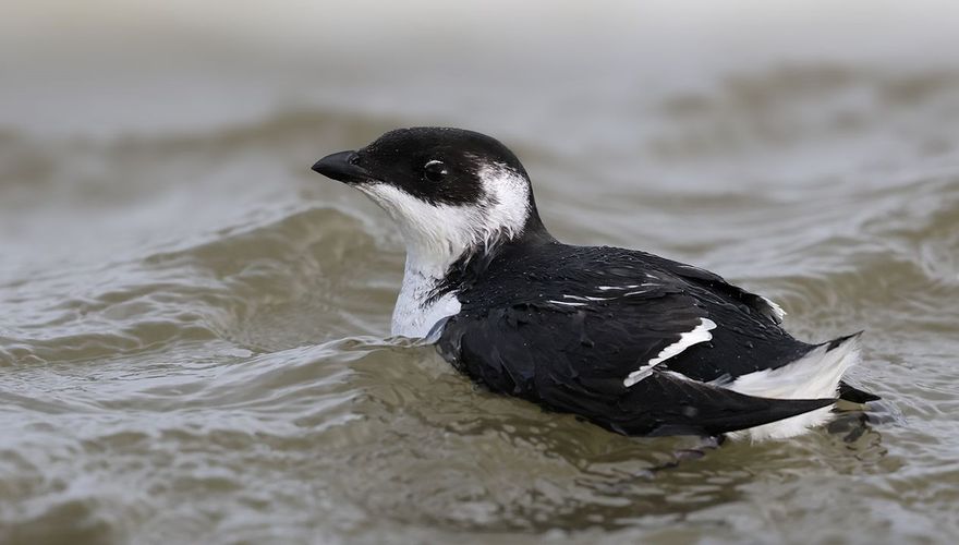 Kleine alk / Ruwan Aluvihare