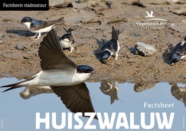 Download factsheet huiszwaluw