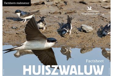 Download factsheet huiszwaluw
