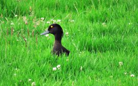 met een ingebouwd lampje......