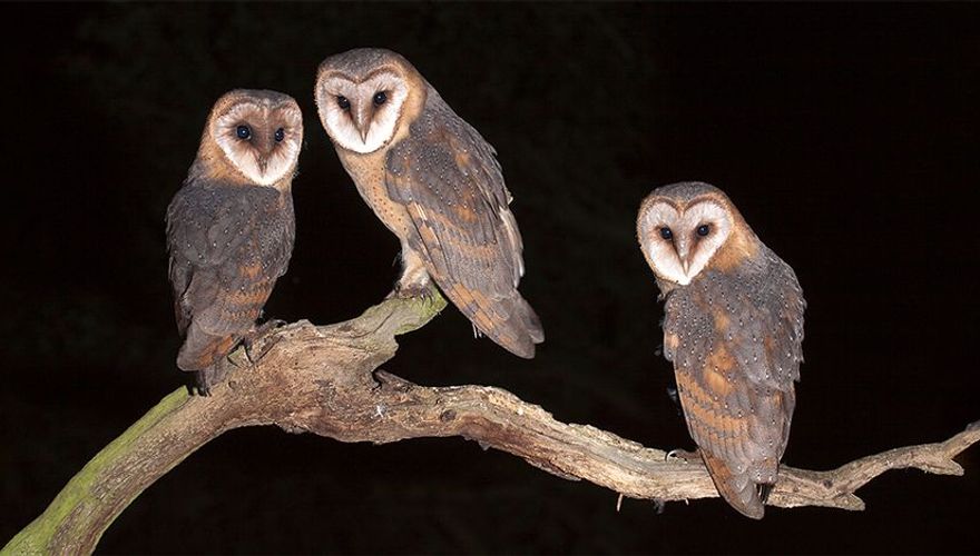 Kerkuil / Eddy Kuis Vogelfotogalerij