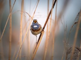 Ochtendlied van de Blauwborst