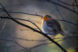 Herfstig Roodborstje
