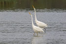 Dit was mijn visplek! Maar nu is het de mijne!