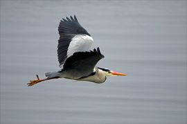 Blauwe Reiger