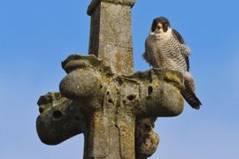 Slechtvalk op kerktoren Liempde