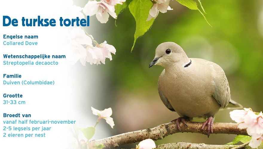Turkse tortel paspoort tuinvogelcursus