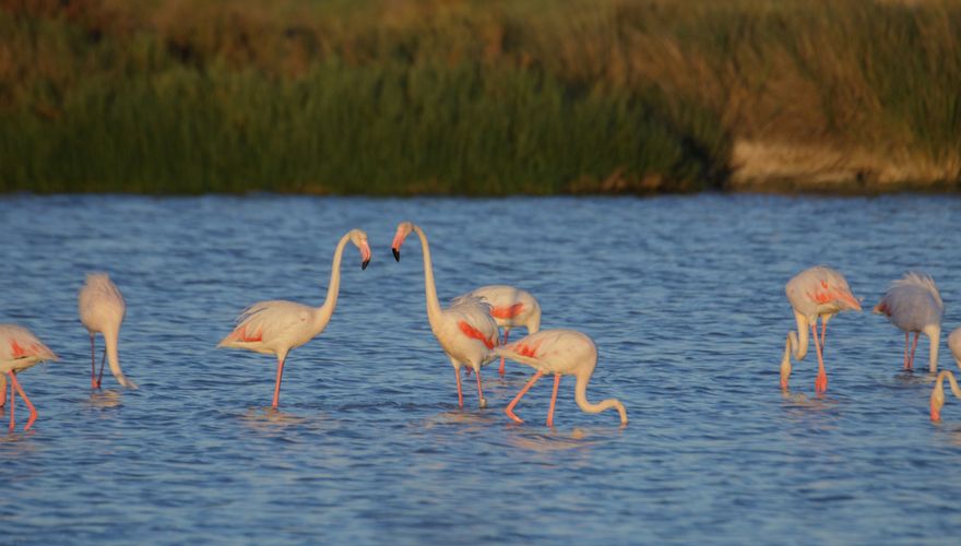 Flamingo's in de Coto Donana / Shutterstock 